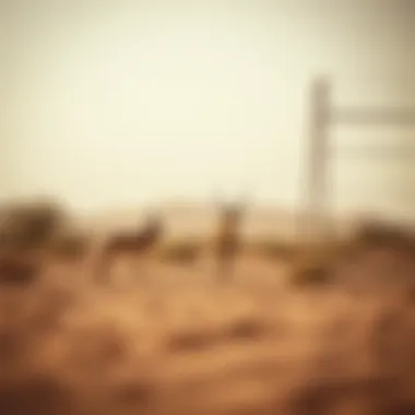 Unique desert wildlife encountered during camping